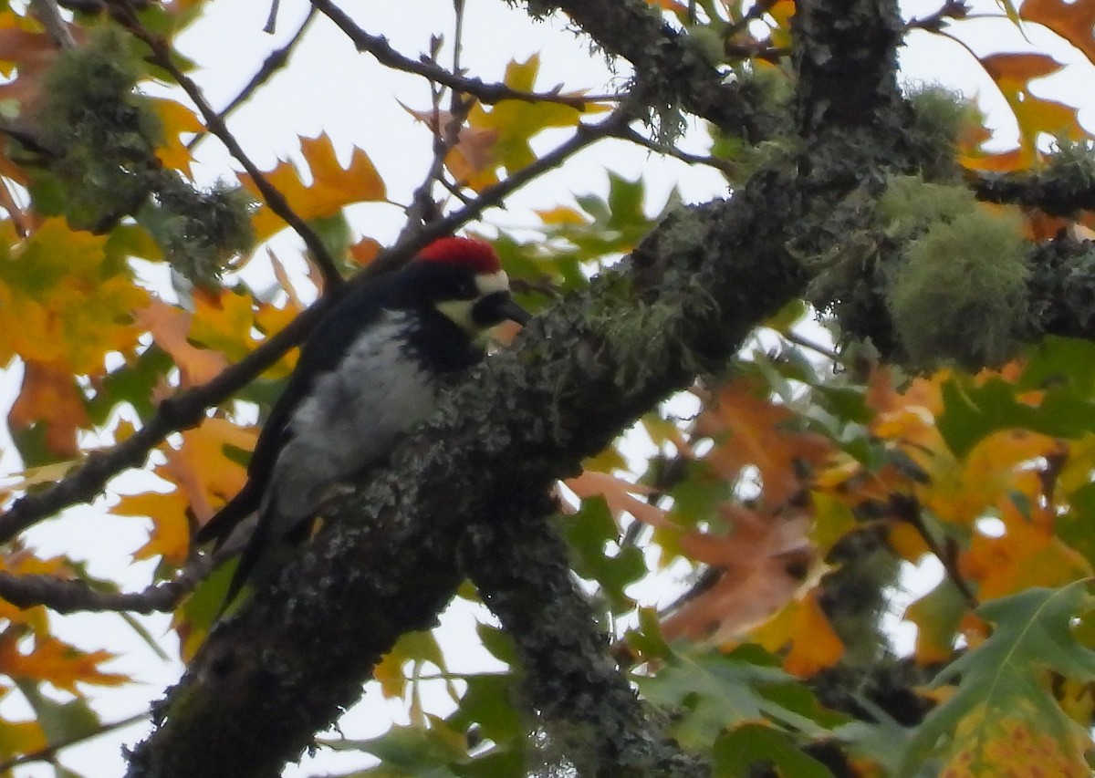 Acorn Woodpecker - ML610404074