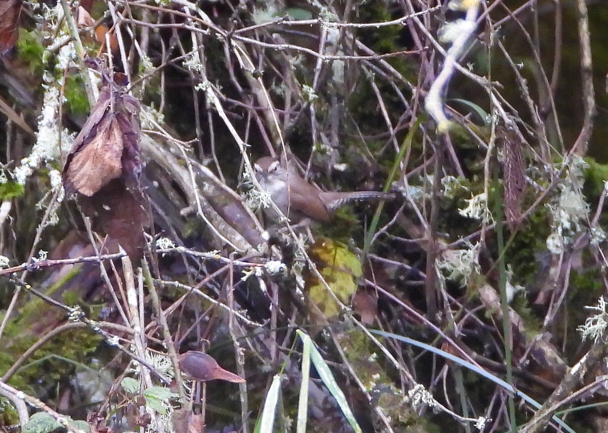 Bewick's Wren - ML610404129