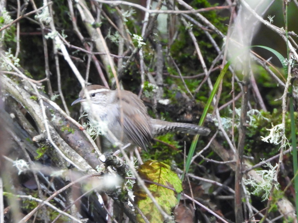 Bewick's Wren - ML610404130