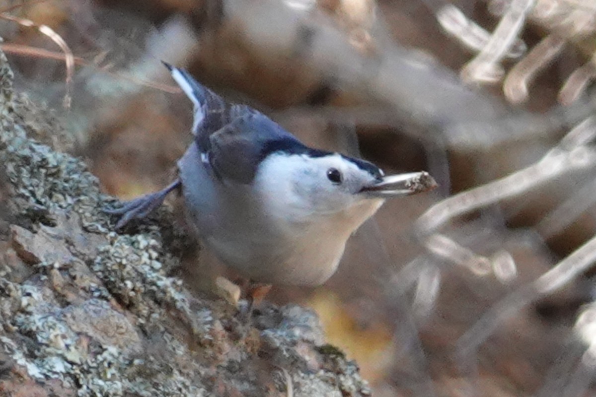 White-breasted Nuthatch - ML610404142
