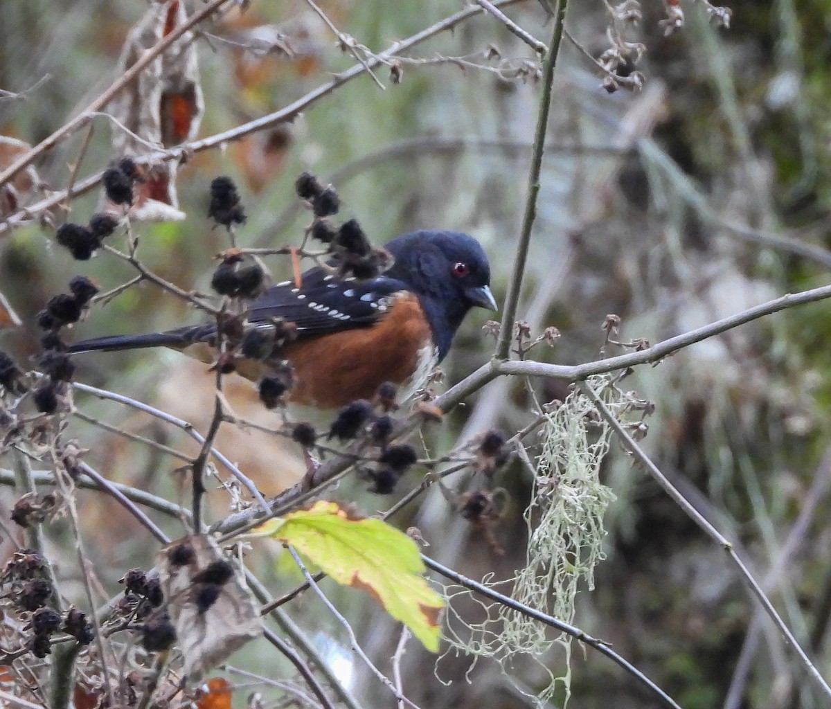 Spotted Towhee - ML610404143