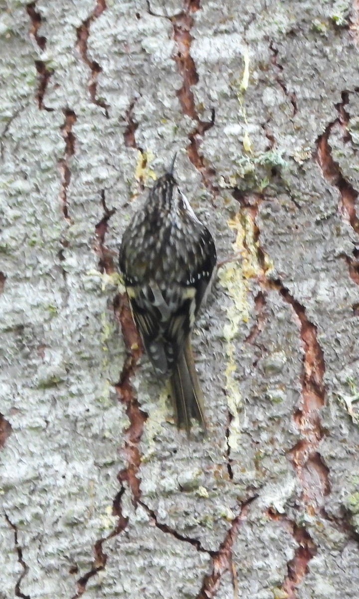 Brown Creeper - ML610404182