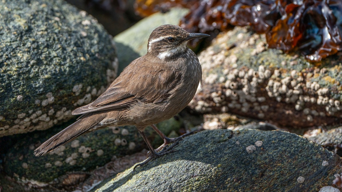 Dark-bellied Cinclodes - ML610404238