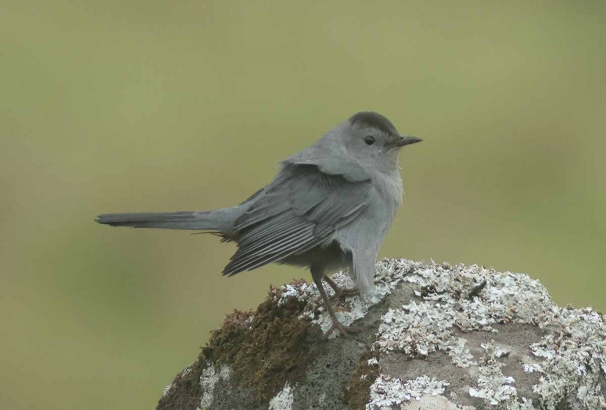 Pájaro Gato Gris - ML610404240