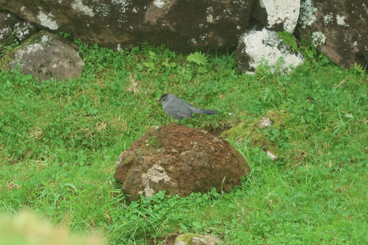 Pájaro Gato Gris - ML610404248