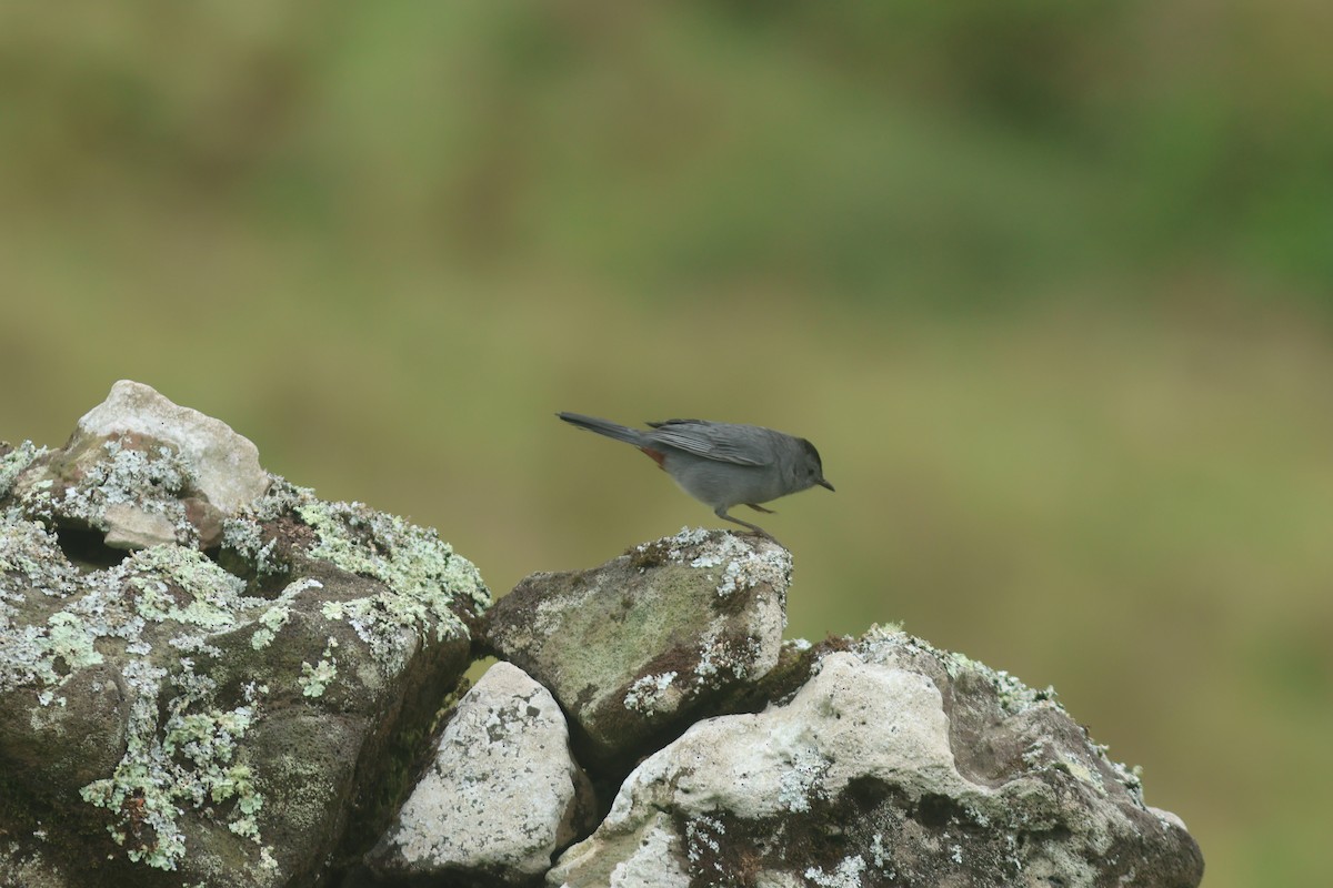 Gray Catbird - Peter Alfrey