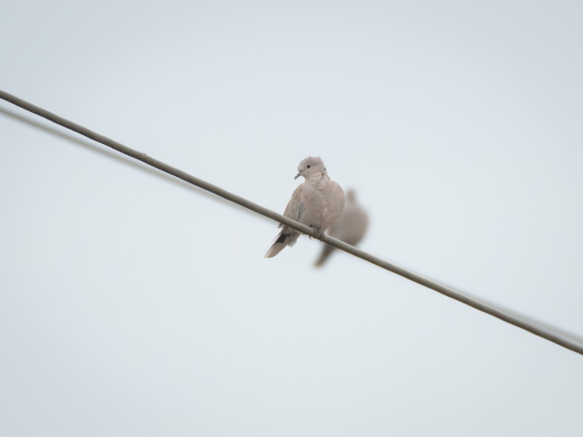 Eurasian Collared-Dove - ML610404285