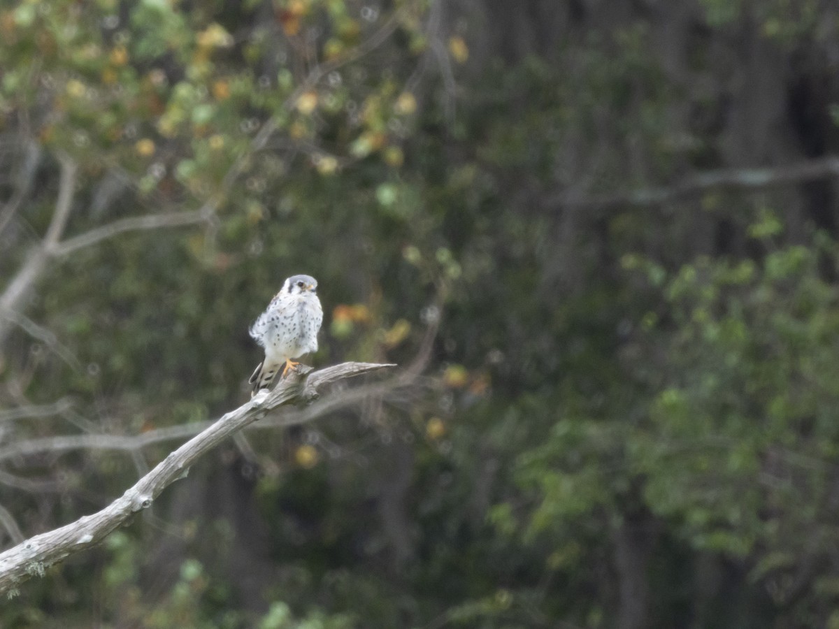 American Kestrel - ML610404292