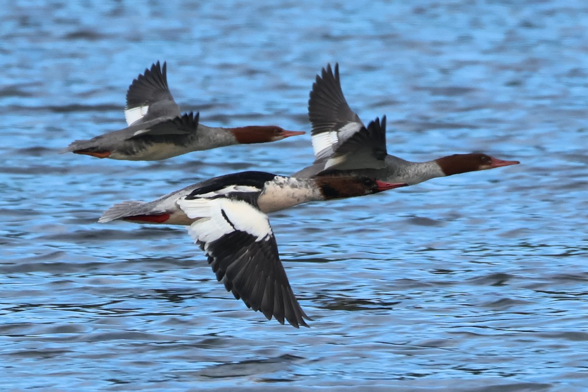 Common Merganser - ML610404421