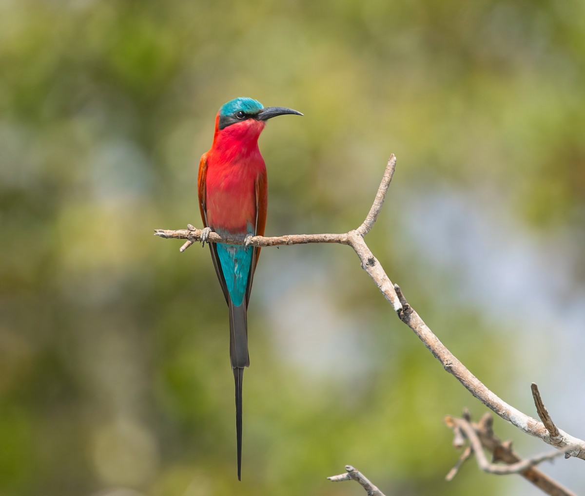 Southern Carmine Bee-eater - ML610404457