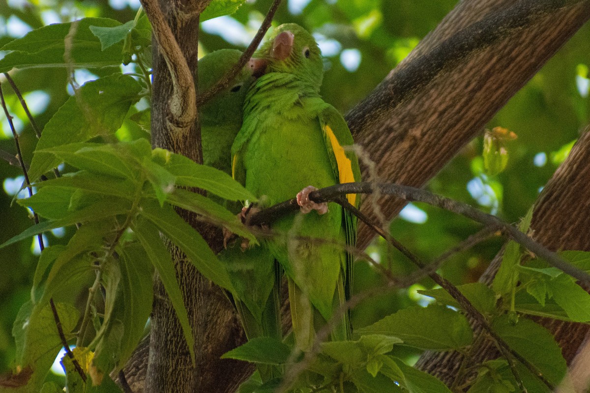 Yellow-chevroned Parakeet - Matheus Conte Pereira