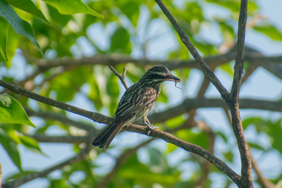 Streaked Flycatcher - ML610404478