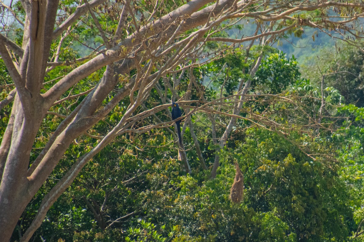 Hyacinth Macaw - ML610404547