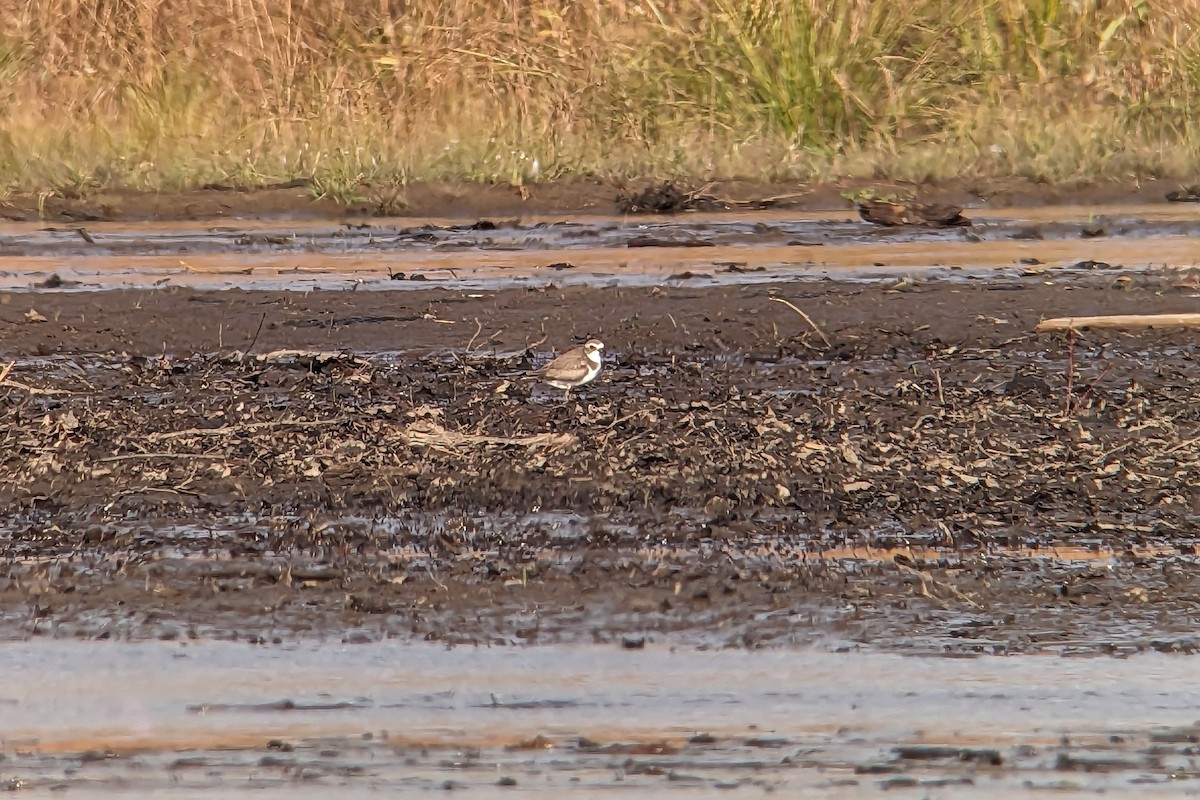 Semipalmated Plover - ML610404591