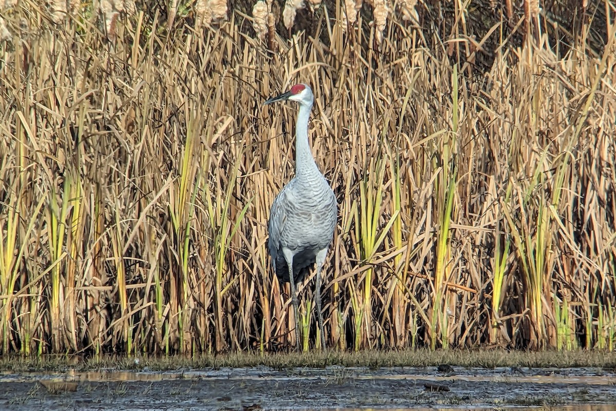 Sandhill Crane - David Turgeon