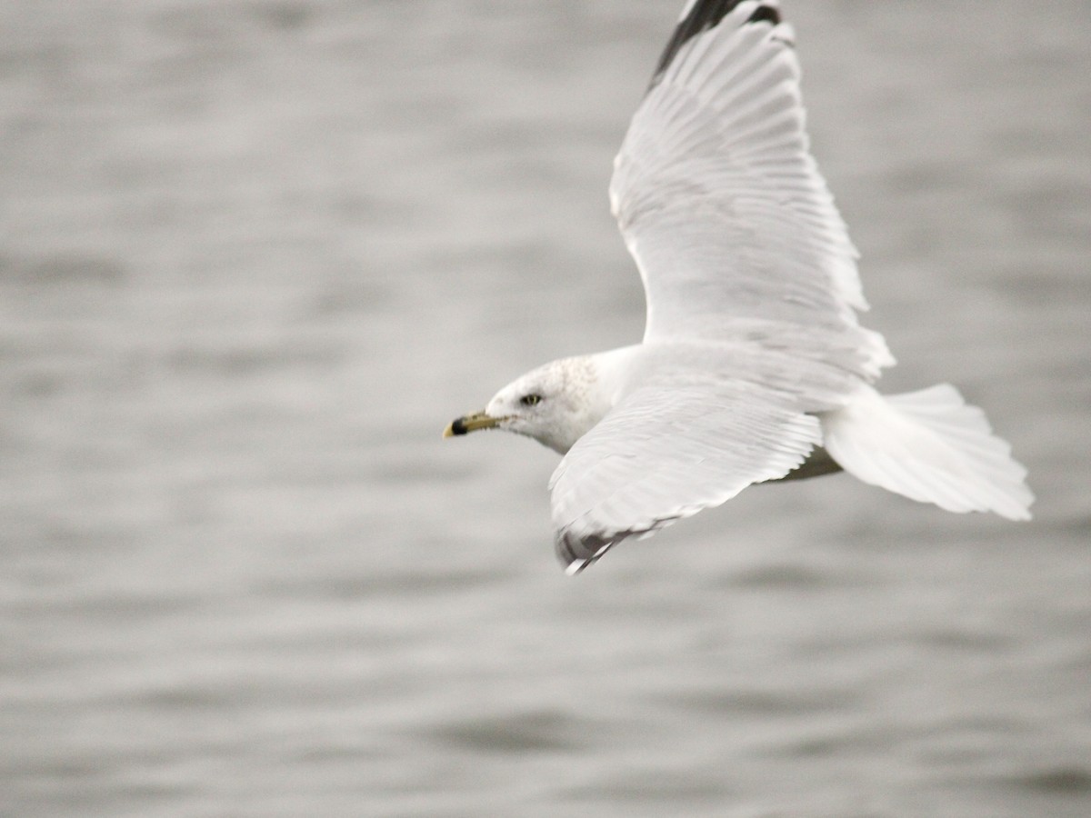 Ring-billed Gull - Richard  Lechleitner