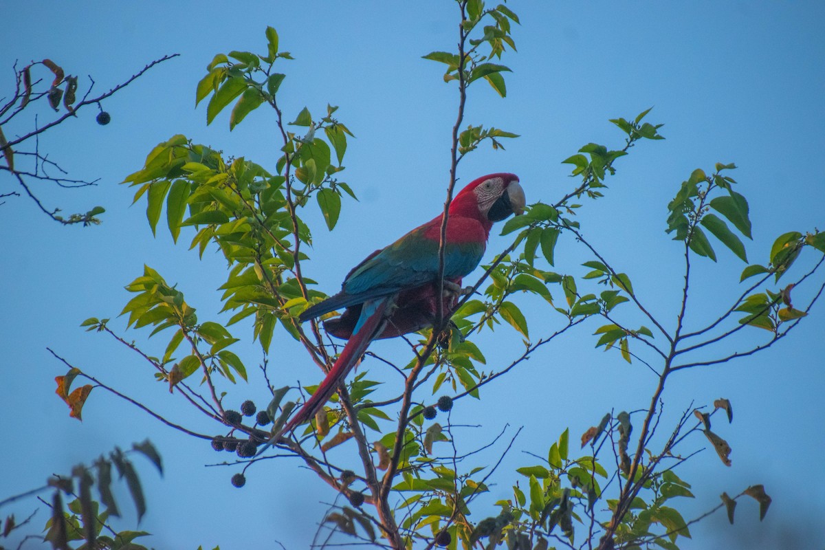 Red-and-green Macaw - Matheus Conte Pereira
