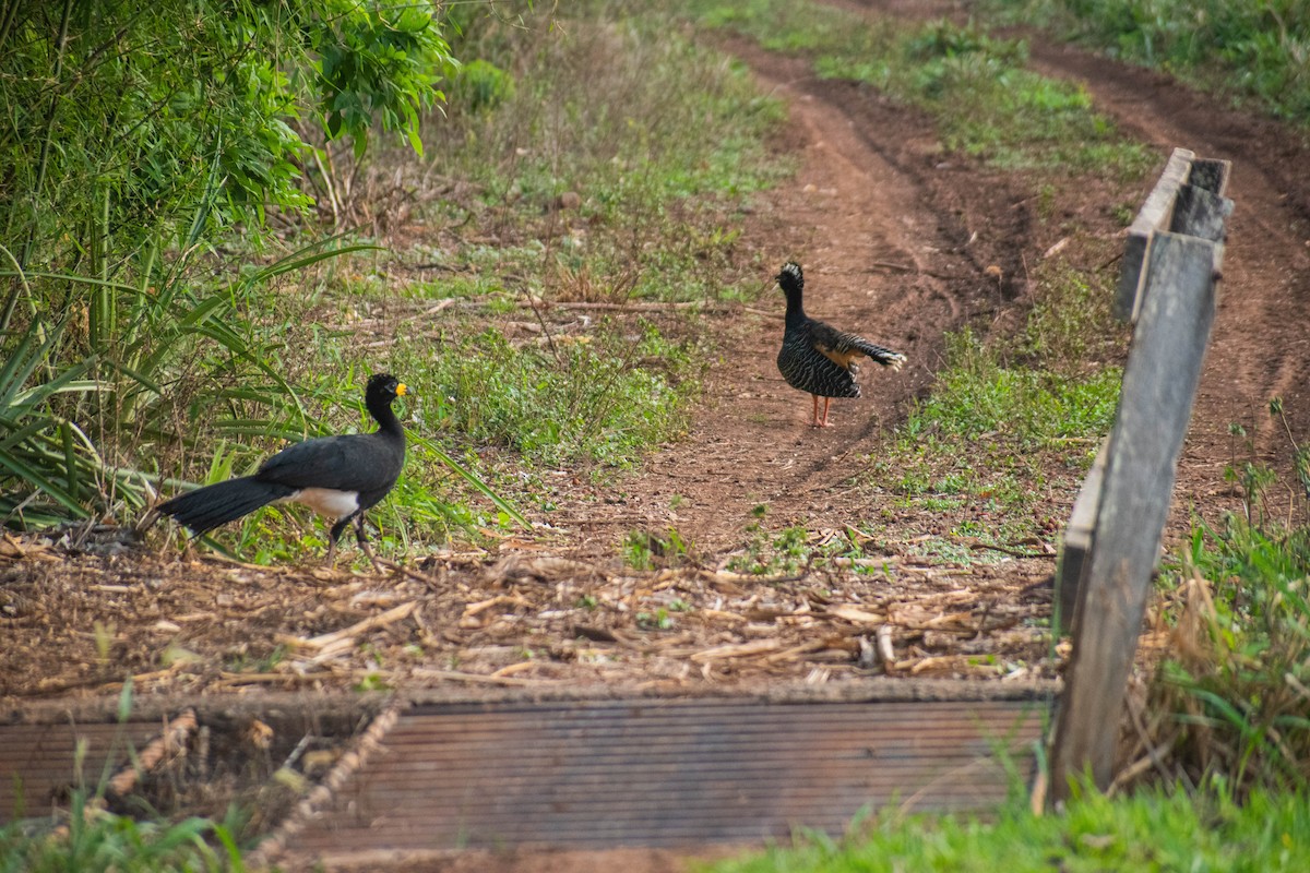 Bare-faced Curassow - Matheus Conte Pereira