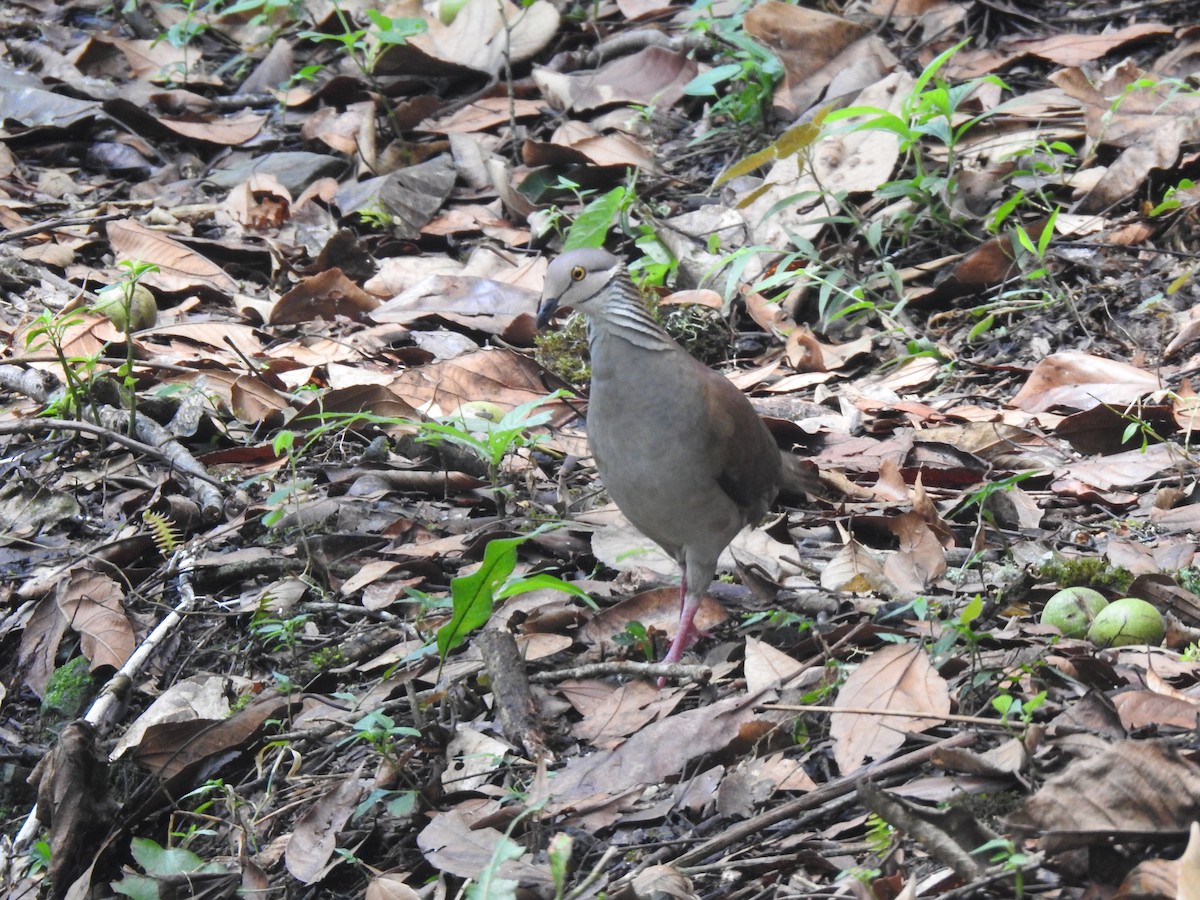 White-throated Quail-Dove - ML610404702