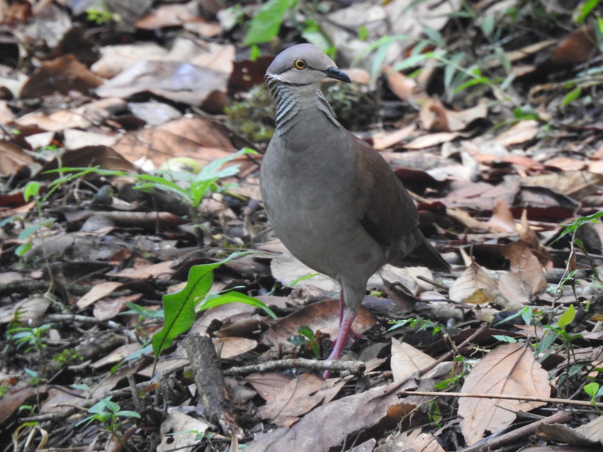 White-throated Quail-Dove - ML610404703