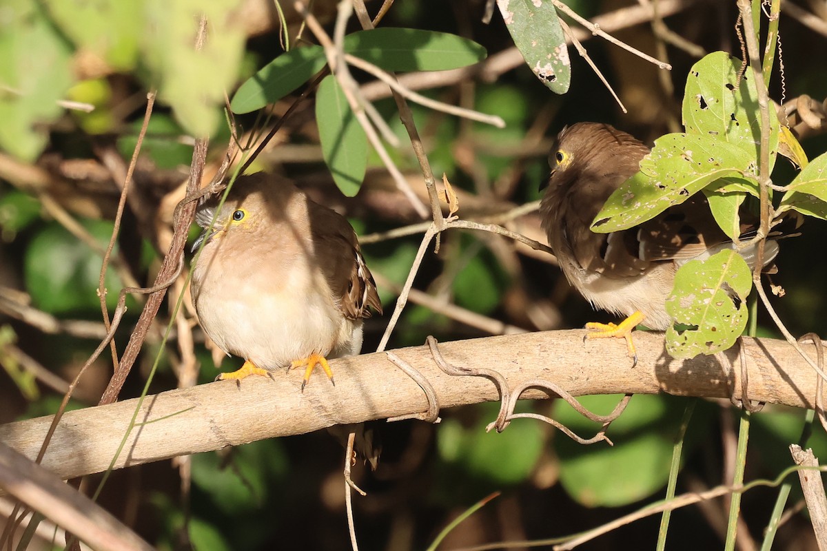 Long-tailed Ground Dove - William Rockey