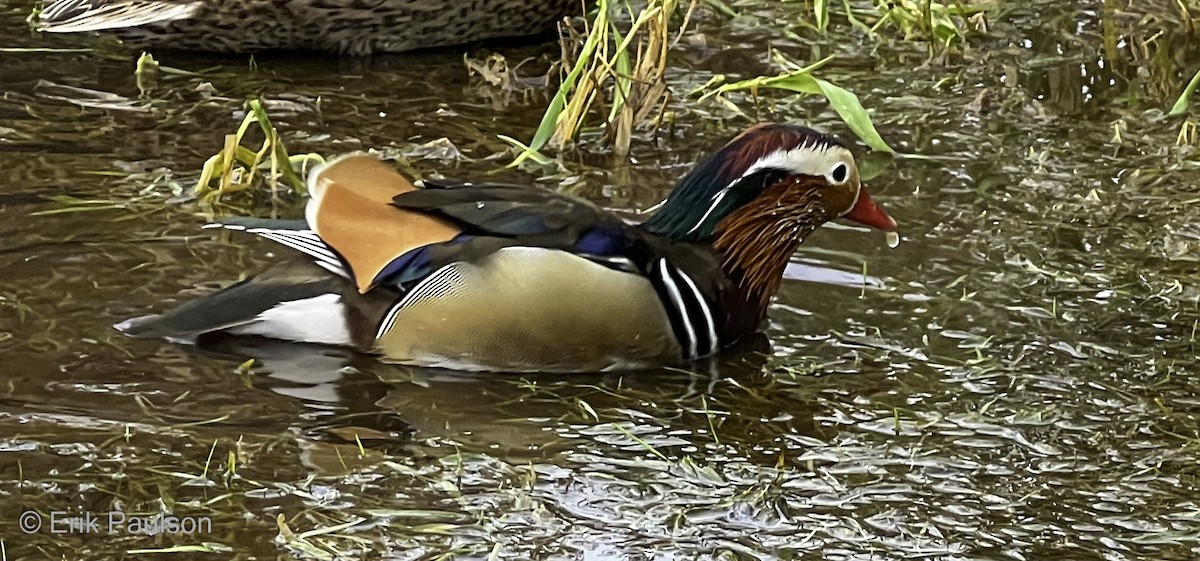 Mandarin Duck - ML610404805