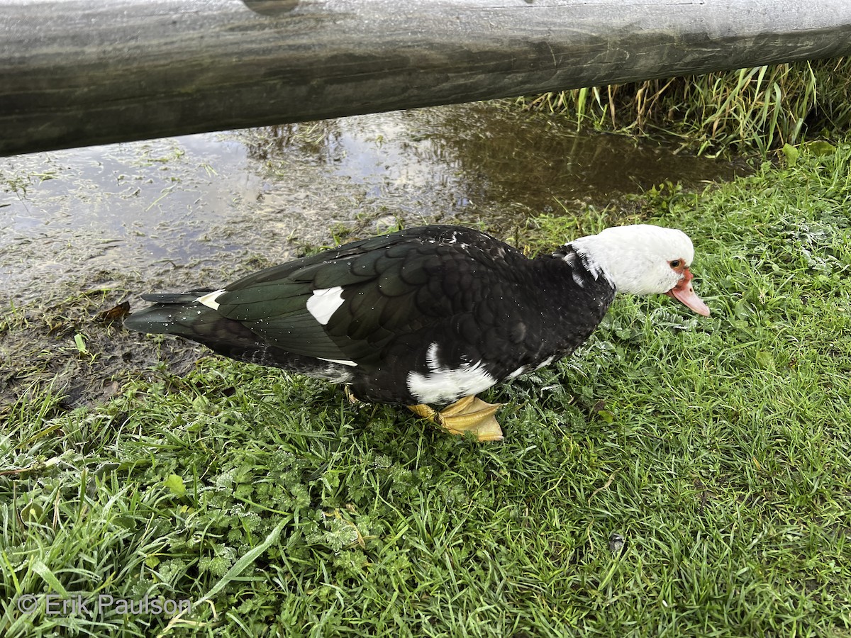 Pato Criollo (doméstico) - ML610404811