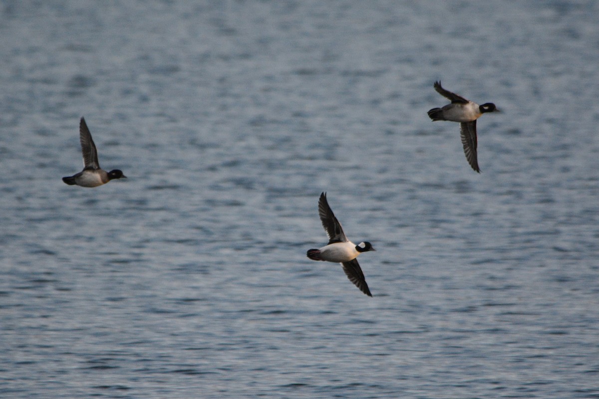 Bufflehead - Steve Mierzykowski