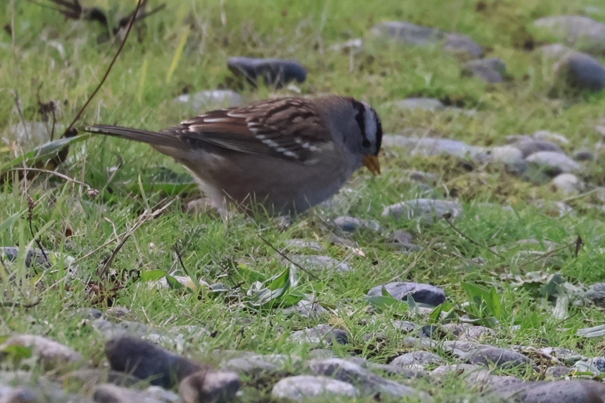 White-crowned Sparrow - ML610404905