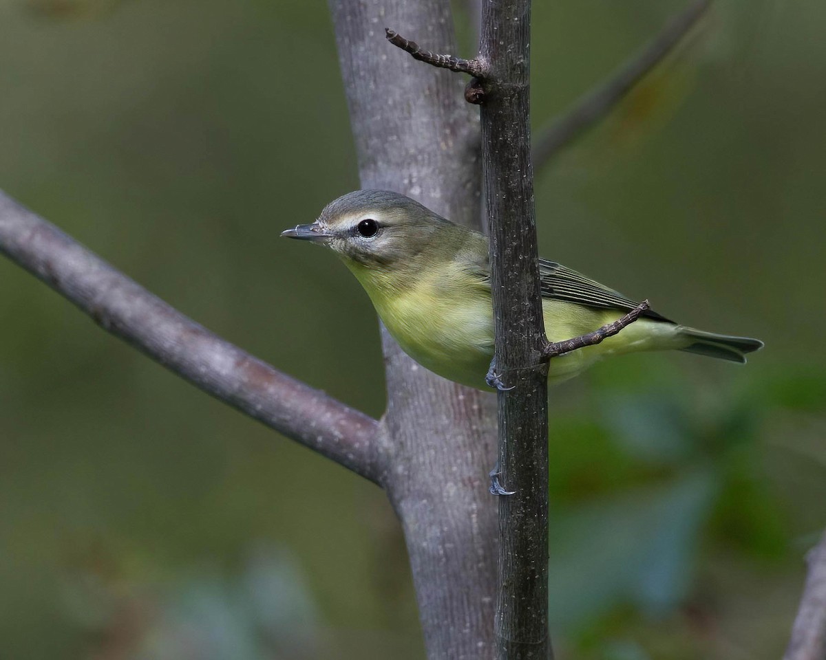 Vireo de Filadelfia - ML610404950