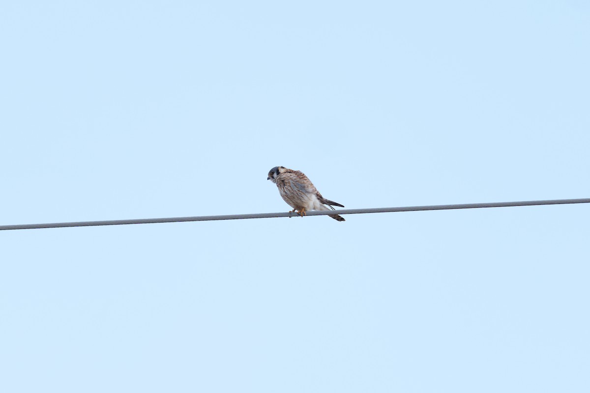 American Kestrel - Brock Gunter-Smith