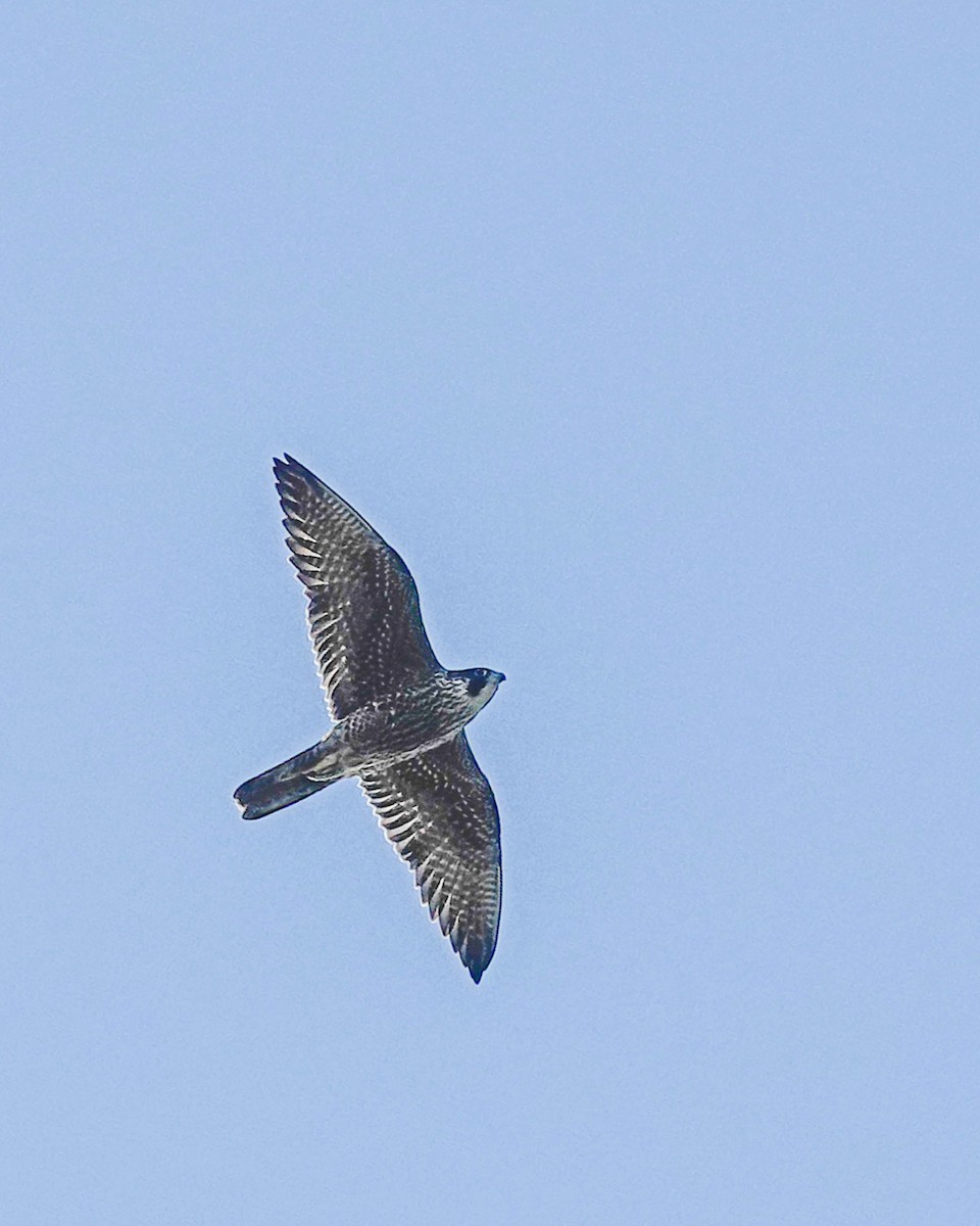 בז גמדי - ML610405106