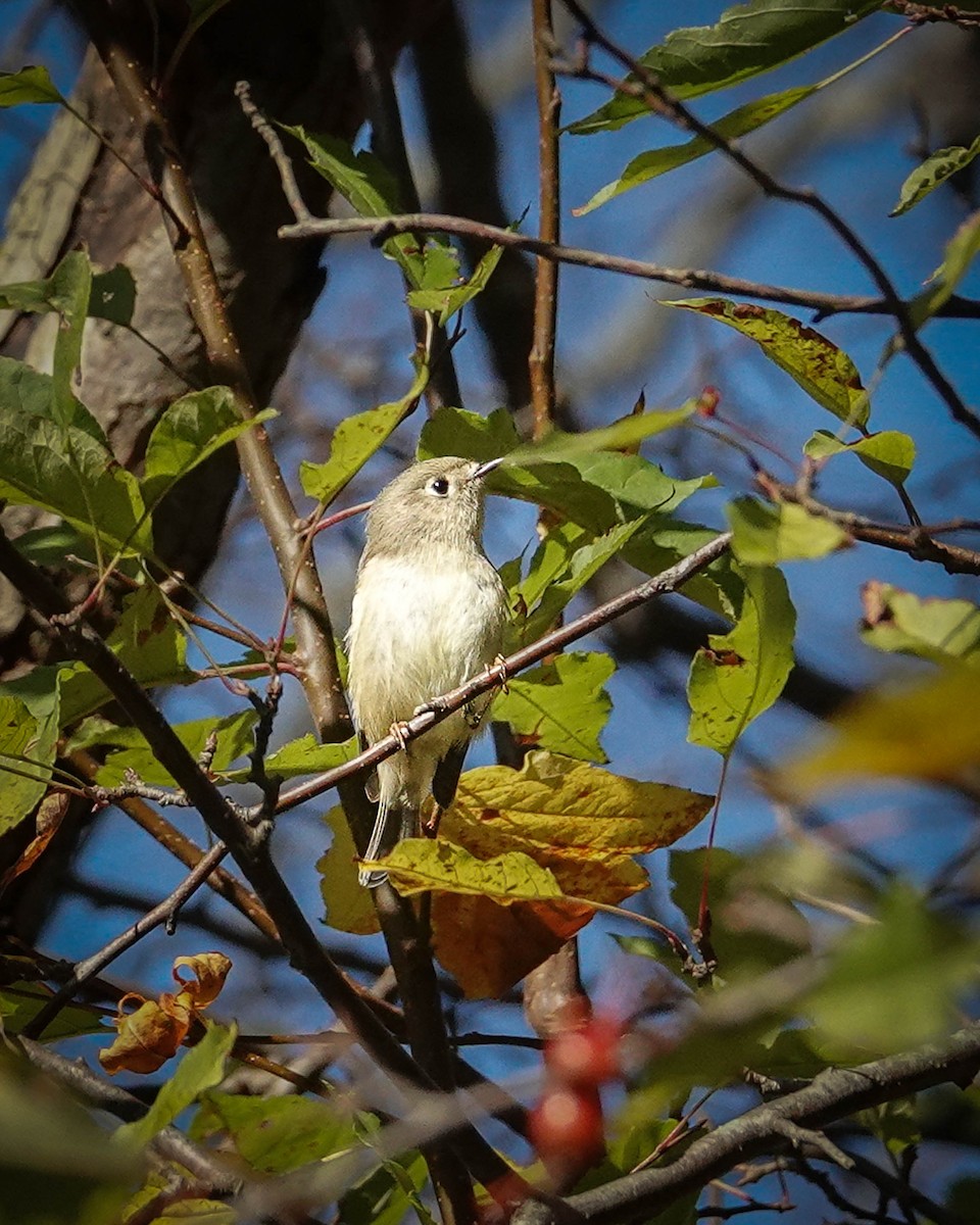 Ruby-crowned Kinglet - ML610405147