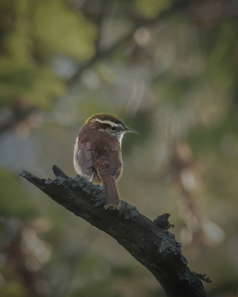 Carolina Wren - ML610405151