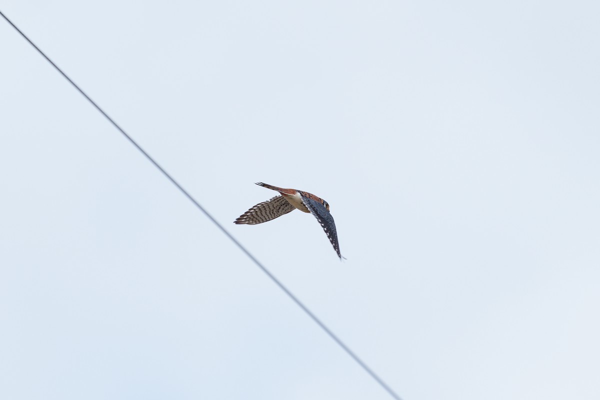 American Kestrel - Brock Gunter-Smith