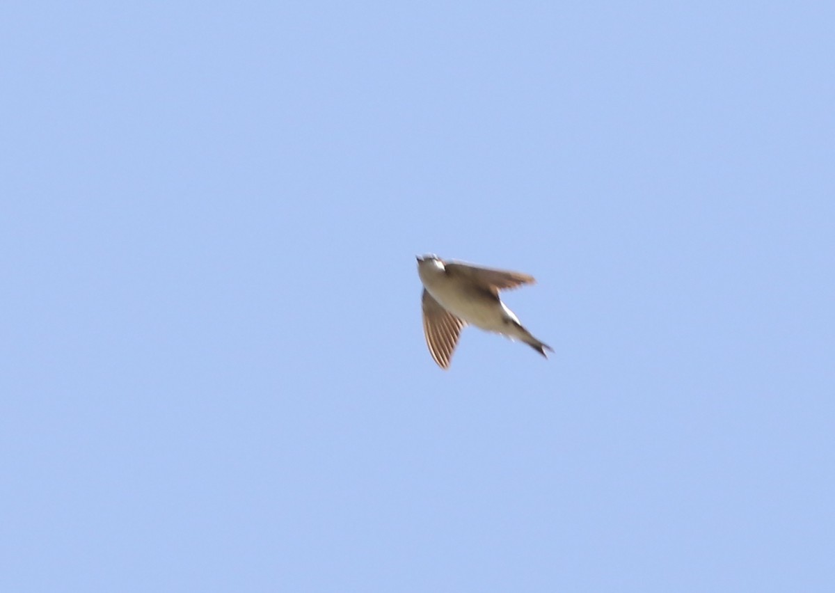 Western/Siberian House-Martin - ML610405163