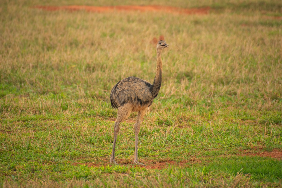 Greater Rhea - ML610405218