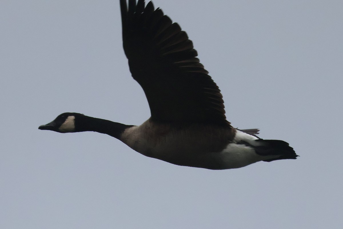 Canada Goose - ML610405241