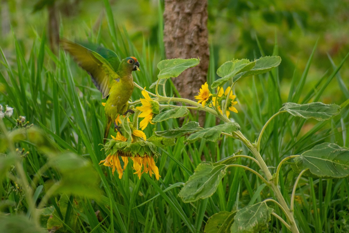 Aratinga Frentidorada - ML610405275