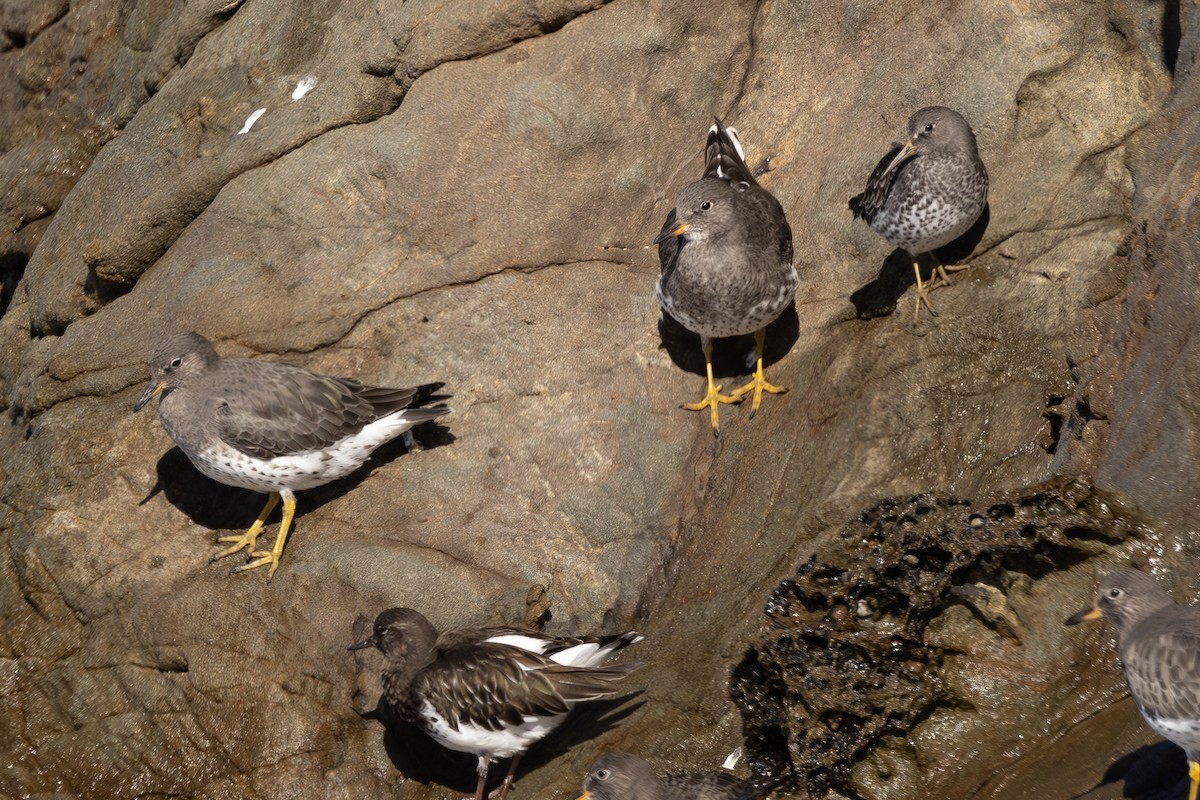 Rock Sandpiper - Roger Adamson