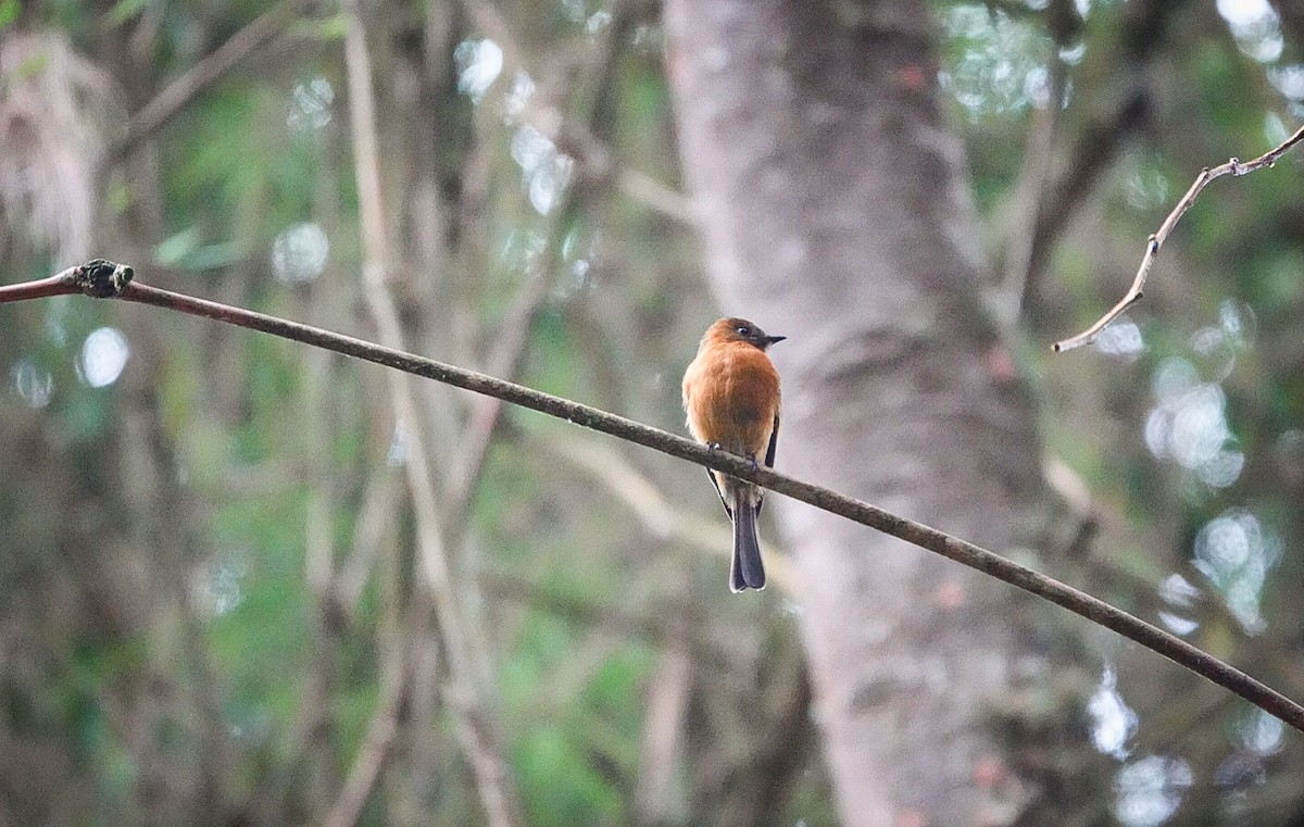 Cinnamon Flycatcher - ML610405321