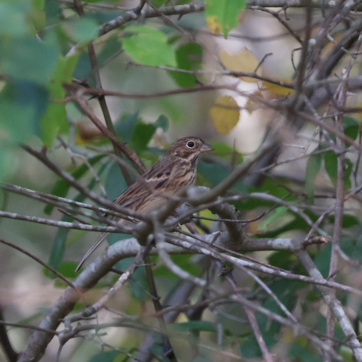 Vesper Sparrow - ML610405415