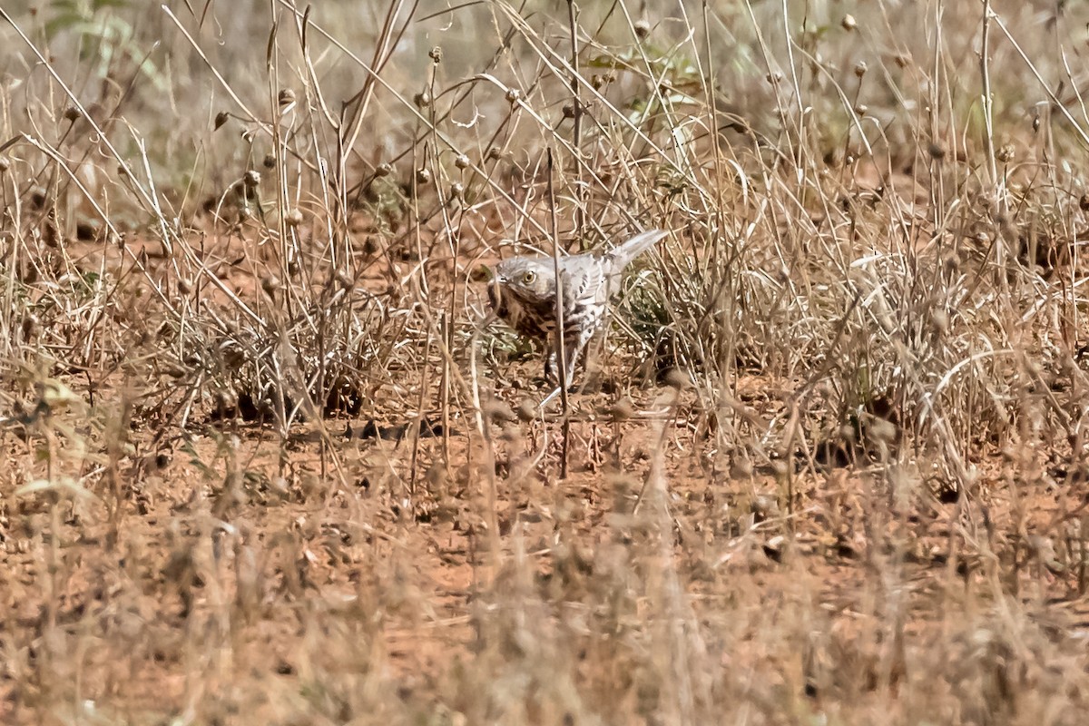 Sage Thrasher - ML610405444