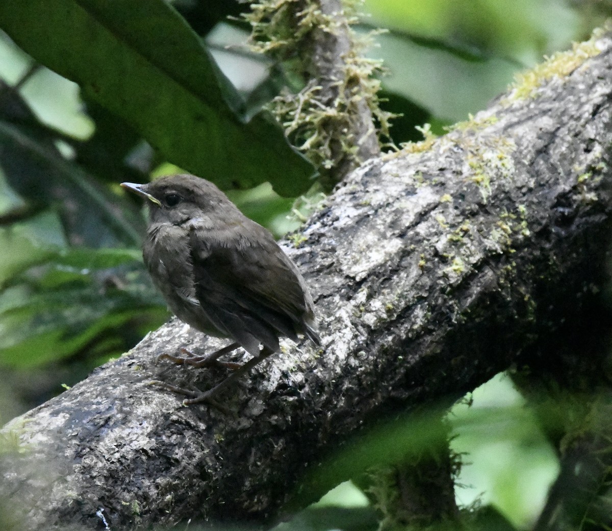 American Dipper - ML610405449