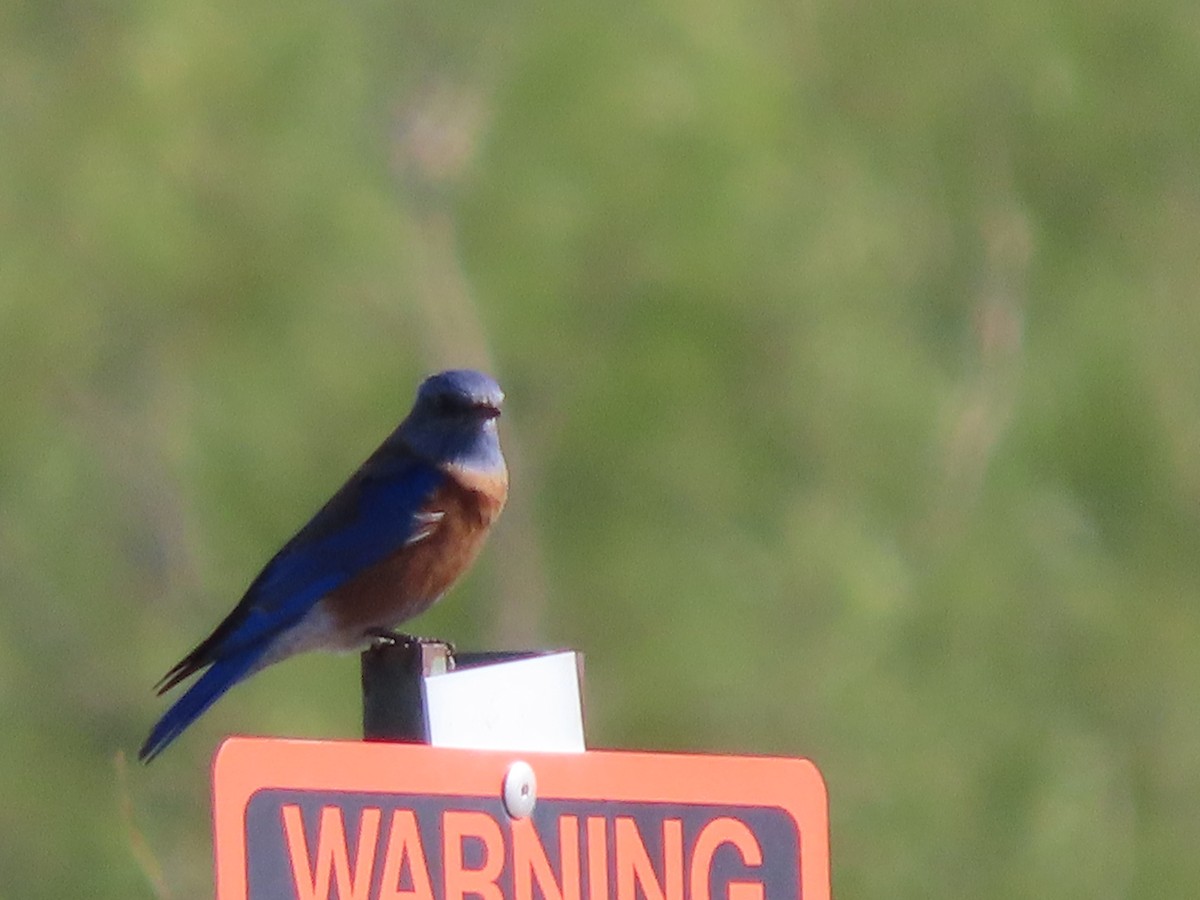 Western Bluebird - ML610405488