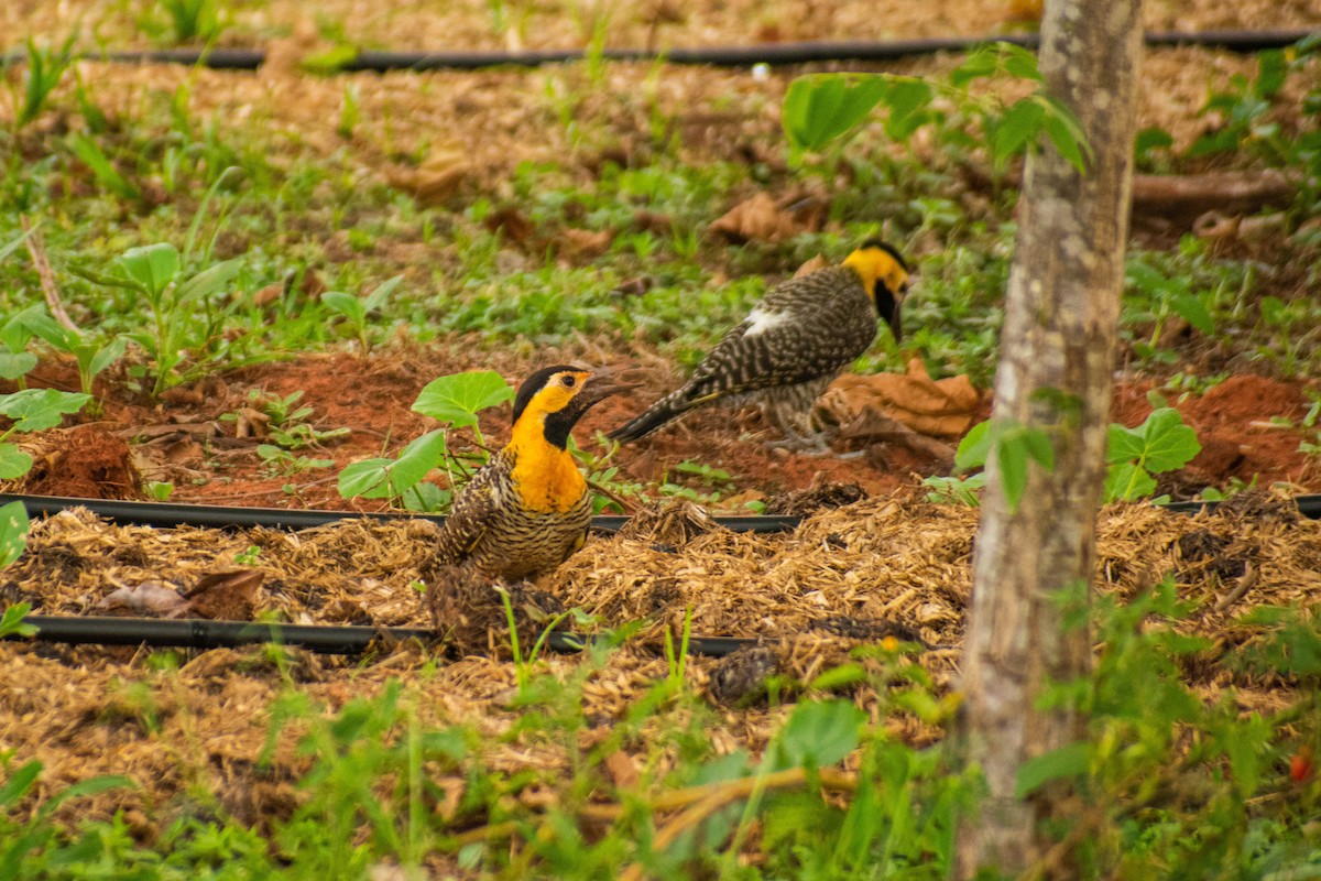 Campo Flicker - Matheus Conte Pereira