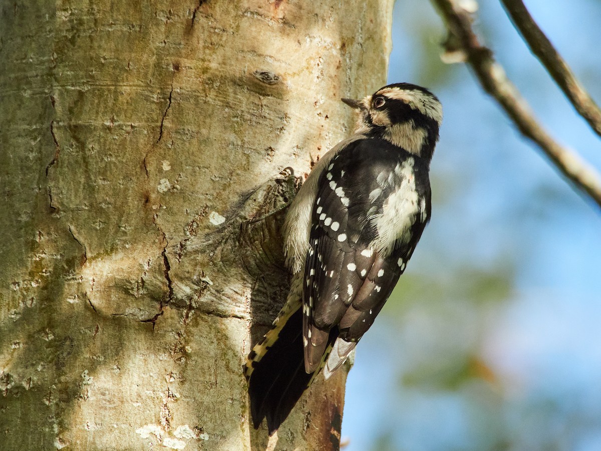 Downy Woodpecker (Pacific) - Scott Ramos