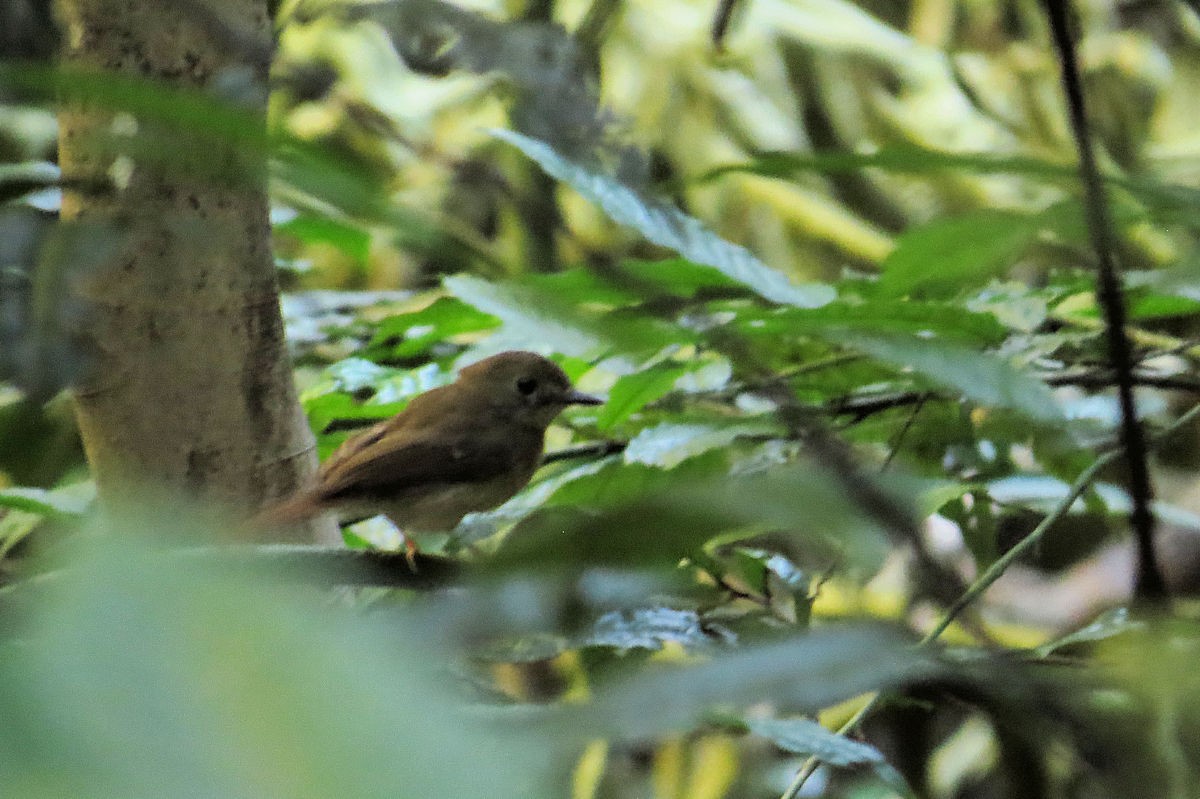 Fulvous-chested Jungle Flycatcher - ML610405712