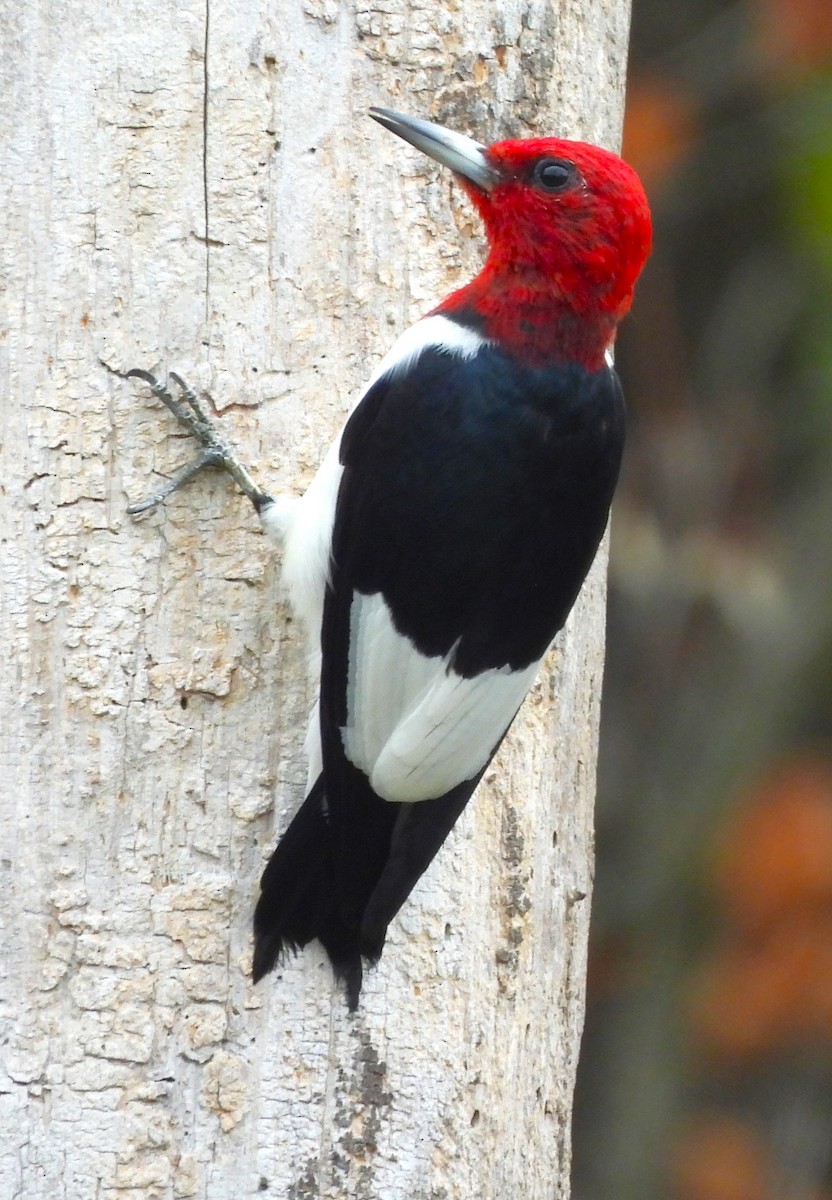 Red-headed Woodpecker - Paul McKenzie