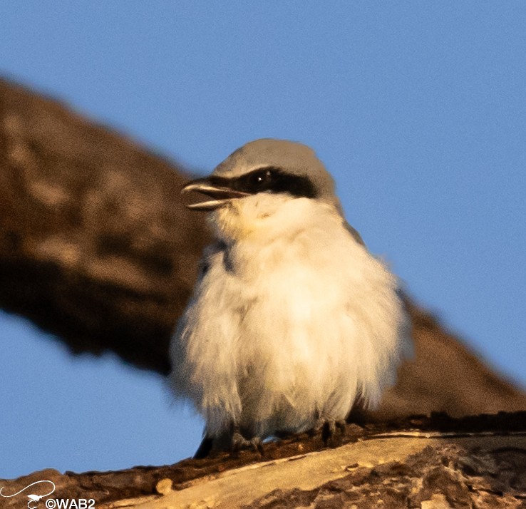 Pie-grièche migratrice - ML610405754